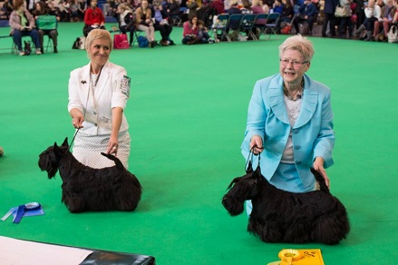 crufts 2015 Filisite Brash Kingly Step 