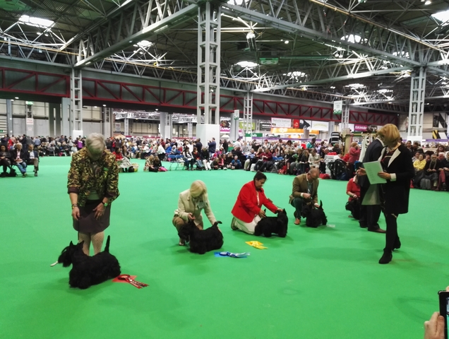 Winners in the JUnior Class Crufts 2019