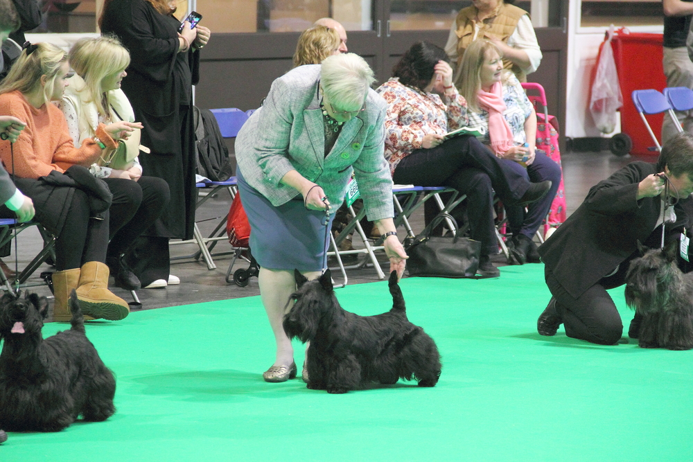 Zumo Post Graduate Crufts 2018